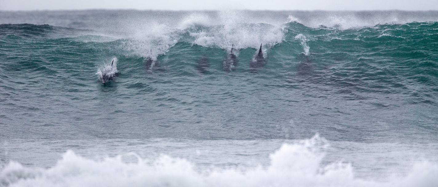 Jeffrey’s Bay, Sudafrica. Un branco di delfini cavalca le onde quasi a voler insegnare la tecnica perfetta a un gruppo di surfisti (Olycom)